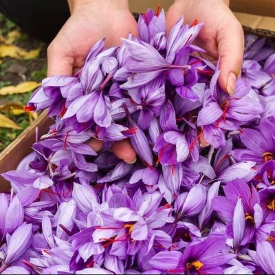 saffron nhụy hoa nghệ tây là gì