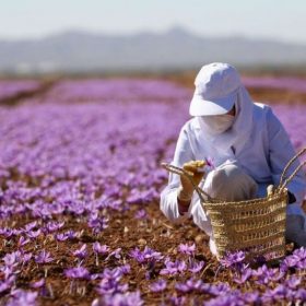 Saffronviet chuyên cung cấp saffron chính hãng nhập khẩu Iran
