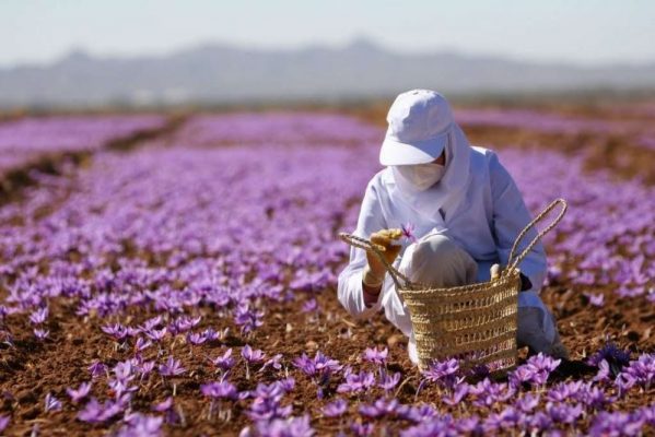 Saffronviet chuyên cung cấp saffron chính hãng nhập khẩu Iran