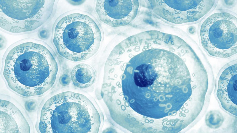 Tế bào gốc là gì?